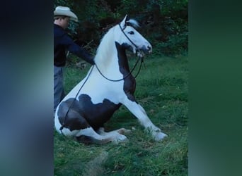 Gypsy Horse, Mare, 6 years, 12.3 hh