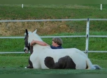 Gypsy Horse, Mare, 6 years, 12.3 hh
