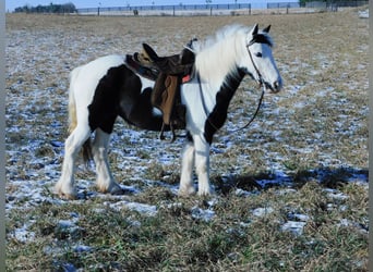 Gypsy Horse, Mare, 6 years, 12.3 hh