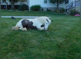 Gypsy Horse, Mare, 6 years, 12.3 hh
