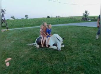Gypsy Horse, Mare, 6 years, 12.3 hh