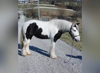 Gypsy Horse, Mare, 6 years, 12.3 hh