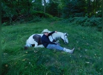 Gypsy Horse, Mare, 6 years, 12.3 hh