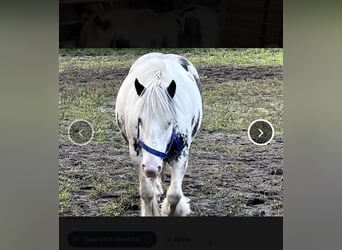 Gypsy Horse, Mare, 6 years, 12 hh, Gray-Blue-Tan