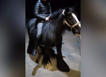 Gypsy Horse, Mare, 6 years, 13.1 hh, Black