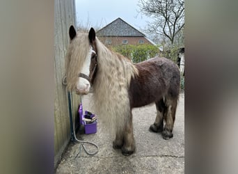 Gypsy Horse Mix, Mare, 6 years, 13.1 hh, Chestnut-Red