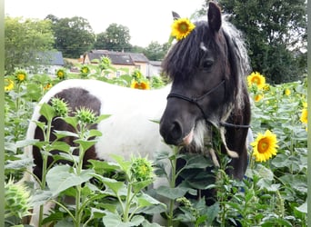 Gypsy Horse, Mare, 6 years, 13.1 hh, Pinto
