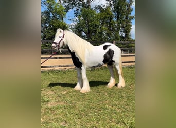 Gypsy Horse, Mare, 6 years, 13.1 hh, Pinto
