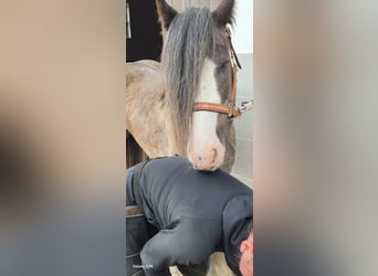 Gypsy Horse, Mare, 6 years, 13.2 hh