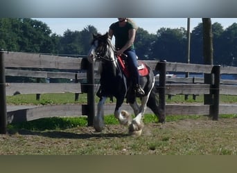 Gypsy Horse, Mare, 6 years, 13.2 hh, Pinto