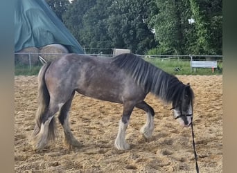 Gypsy Horse, Mare, 6 years, 13.2 hh, Roan-Blue