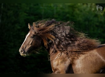 Gypsy Horse, Mare, 6 years, 13.3 hh, Brown