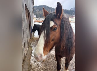 Gypsy Horse, Mare, 6 years, 14,1 hh, Brown