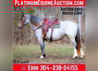 Gypsy Horse, Mare, 6 years, 14.1 hh, Roan-Bay