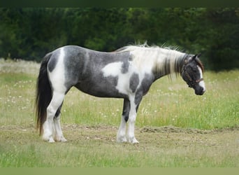 Gypsy Horse Mix, Mare, 6 years, 14.1 hh, Roan-Blue