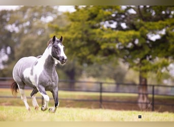Gypsy Horse Mix, Mare, 6 years, 14.1 hh, Roan-Blue