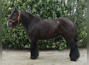 Gypsy Horse, Mare, 6 years, 14.1 hh, Smoky-Black