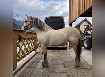 Gypsy Horse, Mare, 6 years, 14.2 hh, Palomino