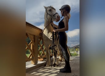Gypsy Horse, Mare, 6 years, 14.2 hh, Palomino