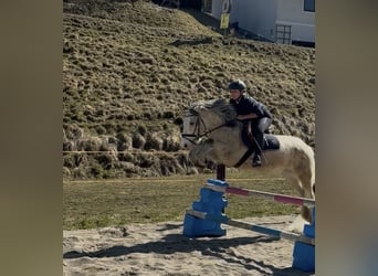 Gypsy Horse, Mare, 6 years, 14.2 hh, Palomino