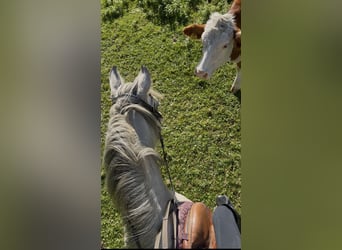 Gypsy Horse, Mare, 6 years, 14.2 hh, Palomino