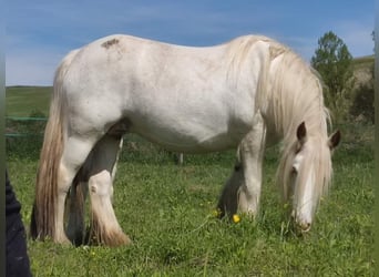 Gypsy Horse, Mare, 6 years, 14.2 hh, Sabino