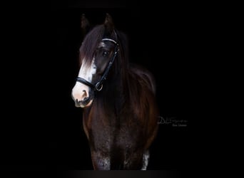 Gypsy Horse, Mare, 6 years, 14.2 hh, Smoky-Black