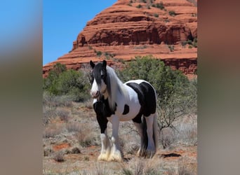 Gypsy Horse, Mare, 6 years, 14.2 hh