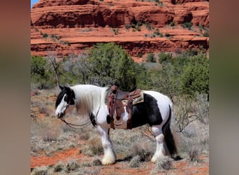 Gypsy Horse, Mare, 6 years, 14.2 hh
