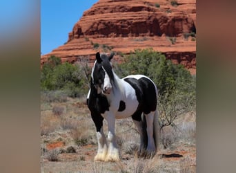 Gypsy Horse, Mare, 6 years, 14.2 hh