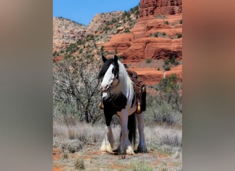 Gypsy Horse, Mare, 6 years, 14.2 hh