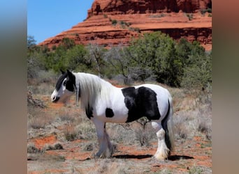 Gypsy Horse, Mare, 6 years, 14.2 hh