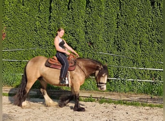 Gypsy Horse, Mare, 6 years, 14 hh, Buckskin