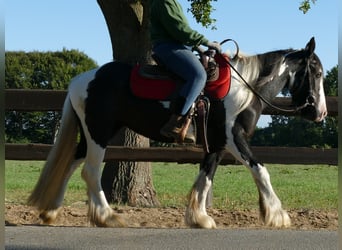 Gypsy Horse, Mare, 6 years, 14 hh, Pinto