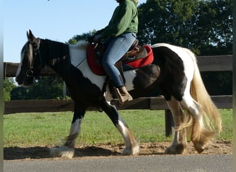 Gypsy Horse, Mare, 6 years, 14 hh, Pinto