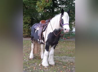 Gypsy Horse, Mare, 6 years, 14 hh, Tobiano-all-colors
