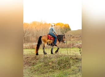 Gypsy Horse, Mare, 6 years, 14,1 hh, Bay