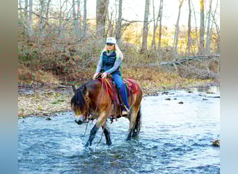 Gypsy Horse, Mare, 6 years, 14,1 hh, Bay