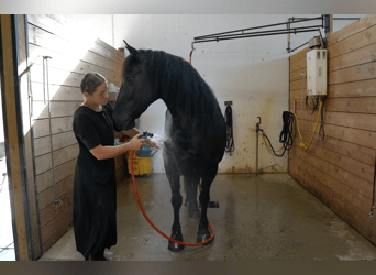 Gypsy Horse Mix, Mare, 6 years, 15.1 hh, Black