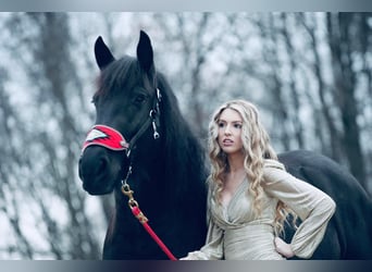 Gypsy Horse Mix, Mare, 6 years, 15.1 hh, Black