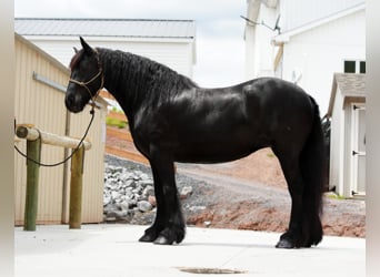 Gypsy Horse Mix, Mare, 6 years, 15.1 hh, Black
