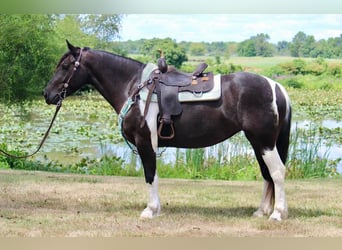 Gypsy Horse Mix, Mare, 6 years, 15.1 hh