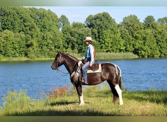 Gypsy Horse Mix, Mare, 6 years, 15.1 hh