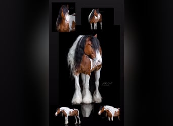 Gypsy Horse, Mare, 6 years, 15 hh, Pinto