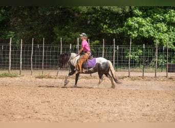 Gypsy Horse Mix, Mare, 6 years, Pinto