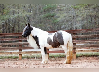 Gypsy Horse, Mare, 6 years, Roan-Blue