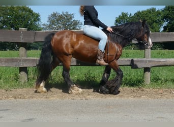 Gypsy Horse, Mare, 7 years, 12.1 hh, Brown