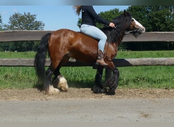 Gypsy Horse, Mare, 7 years, 12.1 hh, Brown