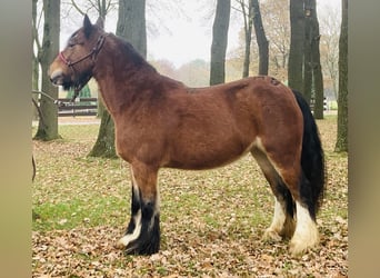 Gypsy Horse, Mare, 7 years, 12.2 hh, Brown