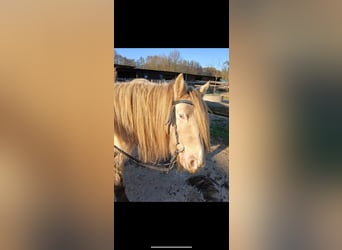 Gypsy Horse, Mare, 7 years, 12.2 hh, Champagne